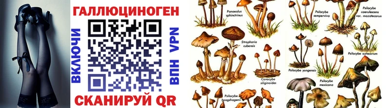 Псилоцибиновые грибы Psilocybe  Томари 